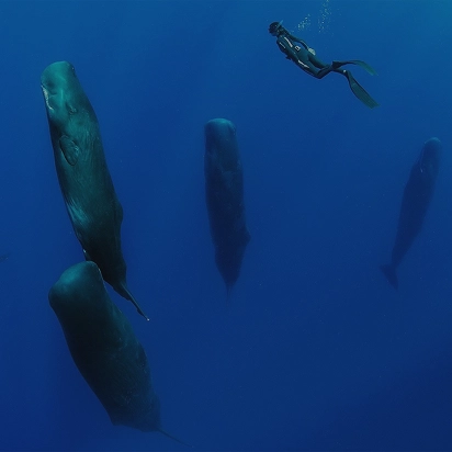 Медитация с китами